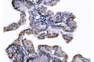 IHC analysis of Tspan-8/Tspan8 using anti-Tspan-8/Tspan8 antibody (ABIN7599681). (Tspan-8 antibody  (AA 108-203))