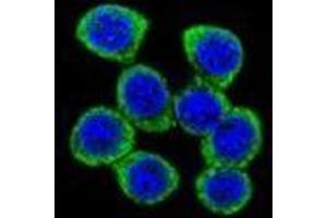 Confocal immunofluorescent analysis of XKR4 Antibody (C-term) with 293 cell followed by Alexa Fluor 488-conjugated goat anti-rabbit lgG (green). (XKR4 antibody  (C-Term))