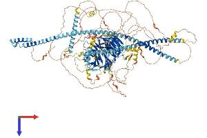 SPAG9 Protein (AA 1-1321) (His tag)