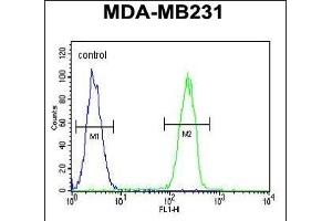 CASP5 Antibody (Center) (ABIN654898 and ABIN2844547) flow cytometric analysis of MDA-M cells (right histogram) compared to a negative control cell (left histogram). (CASP5 antibody  (AA 162-191))