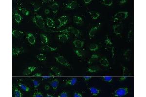 Immunofluorescence analysis of U-2 OS cells using AKR1C2 Polyclonal Antibody at dilution of 1:100 (40x lens). (AKR1C2 antibody)