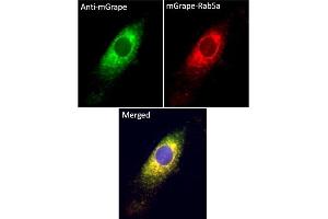 Immunofluorescence (IF) image for anti-mGrape Fluorescent Protein antibody (ABIN7273104) (mGrape Fluorescent Protein antibody)