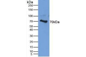 Aggrecan anticorps  (AA 34-147)