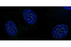 CENP-A phospho Ser18 antibody (pAb) tested by immunofluorescence. (CENPA antibody  (pSer16, pSer18))