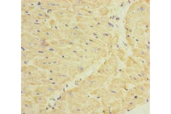 Dermatopontin antibody  (AA 19-201)