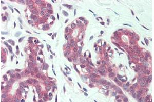 Anti-ITGA6 / CD49f antibody  ABIN960786 IHC staining of human breast. (ITGA6 antibody  (N-Term))
