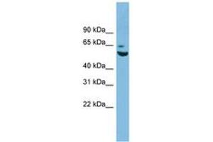 Image no. 1 for anti-Zinc Finger Protein 563 (ZNF563) (AA 35-84) antibody (ABIN6744897) (ZNF563 antibody  (AA 35-84))