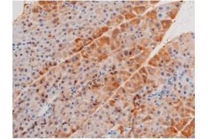 ABIN6267555 at 1/200 staining Mouse pancreas tissue sections by IHC-P. (LIMK2 antibody  (pSer283))