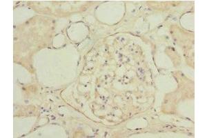 Immunohistochemistry of paraffin-embedded human kidney tissue using ABIN7153563 at dilution of 1:100 (NAPG antibody  (AA 1-312))