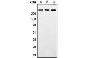 Western blot analysis of MXRA5 expression in HeLa (A), SP2/0 (B), PC12 (C) whole cell lysates.