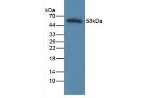 Figure. (ICAM1 antibody  (AA 41-464))