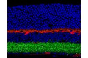Immunostaining of mouse retina showing specific labeling of the GABAA β3 subunit in green, calbindin in red and DNA in blue. (GABRB3 antibody  (Cytoplasmic Loop))