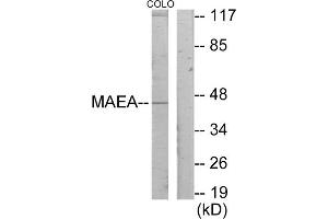 Western blot analysis of extracts from COLO205 cells, using MAEA antibody. (MAEA antibody  (Internal Region))