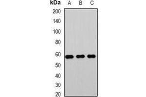 PHACS antibody