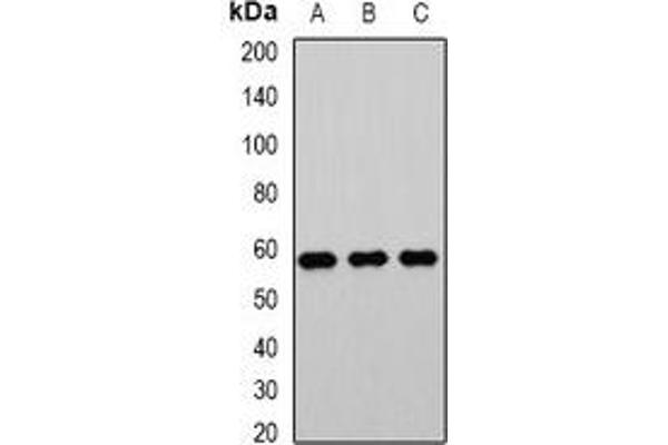 PHACS antibody