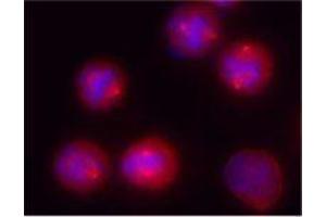 Immunofluorescence (IF) image for anti-Tubulin, gamma (TUBG) antibody (ABIN2666216) (gamma Tubulin antibody)