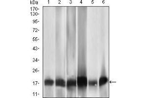 Western blot analysis using MRPL42 mouse mAb against HL7702 (1), HepG2 (2), SMMC-7721 (3), HEK293 (4), HeLa (5), and Raji (6) cell lysate. (MRPL42 antibody  (AA 142-203))