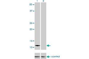 Western Blotting (WB) image for anti-Acylphosphatase 2, Muscle Type (Acyp2) (AA 1-98) antibody (ABIN559780)