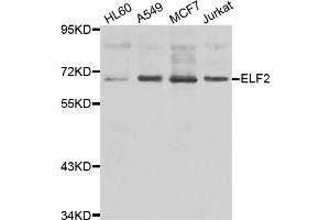 Western blot analysis of extracts of various cell lines, using ELF2 antibody (ABIN5975567) at 1/1000 dilution. (ELF2 antibody)