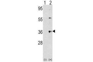 Western blot analysis of THPO/ TPO antibody and 293 cell lysate (2 ug/lane) either nontransfected (Lane 1) or transiently transfected with the THPO gene (2). (Thrombopoietin antibody  (AA 243-273))