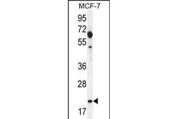 CLDN25 antibody  (AA 99-128)