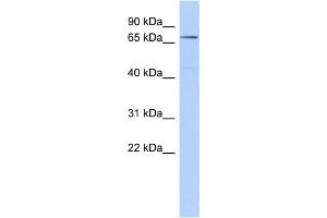 Western Blotting (WB) image for anti-ClpB Caseinolytic Peptidase B Homolog (CLPB) antibody (ABIN2459715) (CLPB antibody)