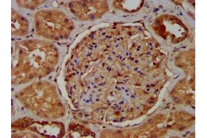 IHC image of ABIN7166989 diluted at 1:400 and staining in paraffin-embedded human kidney tissue performed on a Leica BondTM system. (RAB11FIP5 antibody  (AA 374-545))