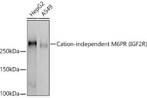 Western blot analysis of extracts of various cell lines, using Cation-independent M6PR (IGF2R) antibody (ABIN7267905) at 1:1000 dilution.