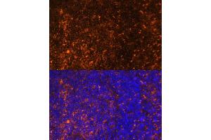 Immunofluorescence analysis of rat spleen using CCL19 Polyclonal Antibody (ABIN7266300) at dilution of 1:100 (40x lens). (CCL19 antibody  (AA 22-95))