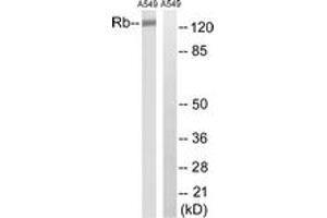 Western blot analysis of extracts from A549 cells, treated with EGF 200ng/ml 30', using Retinoblastoma (Ab-252) Antibody.
