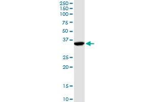 ANXA1 MaxPab rabbit polyclonal antibody. (Annexin a1 antibody  (AA 1-346))