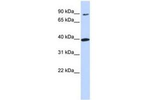 Image no. 1 for anti-Olfactory Receptor, Family 11, Subfamily H, Member 12 (OR11H12) (N-Term) antibody (ABIN6740894) (OR11H12 antibody  (N-Term))