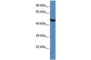 Image no. 1 for anti-2'-5'-Oligoadenylate Synthetase-Like (OASL) (AA 420-469) antibody (ABIN6747376) (OASL antibody  (AA 420-469))