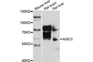 Western blot analysis of extracts of various cell lines, using ASIC3 antibody (ABIN5997266) at 1/1000 dilution.