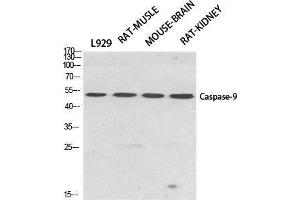 Western Blot (WB) analysis of specific cells using Caspase-9 Polyclonal Antibody. (Caspase 9 antibody  (Ser20))