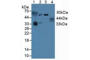 Figure. (Prolactin Receptor antibody  (AA 25-234))