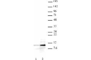 Histone H4ac (pan-acetyl) antibody (pAb) tested by Western blot. (Histone H4ac antibody  (N-Term))
