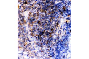 Anti-CD23 Picoband antibody,  IHC(P): Rat Spleen Tissue