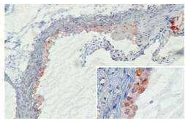 MBL-C antibody