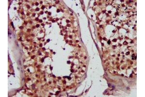 IHC image of ABIN7149997 diluted at 1:300 and staining in paraffin-embedded human testis tissue performed on a Leica BondTM system. (MVD antibody  (AA 69-221))