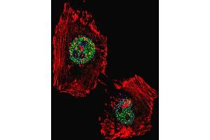 Fluorescent confocal image of Hela cell stained with hLSD1- (ABIN388023 and ABIN2845465). (LSD1 antibody  (C-Term))