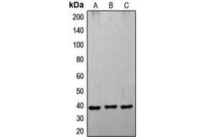 Western blot analysis of CD178 expression in A549 (A), K562 (B), HL60 (C) whole cell lysates. (FASL antibody  (Center))
