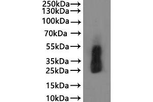 ABIN7937883, ABIN8118362 and ABIN8118363 is detected by Mouse anti-6*His monoclonal antibody.