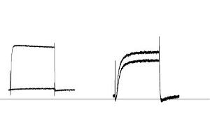 δ-Dendrotoxin inhibits KV1.