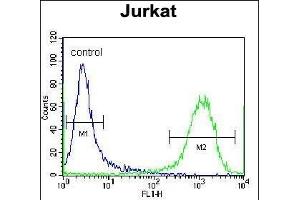 ZSCAN2 Antibody (N-term) (ABIN657010 and ABIN2846190) flow cytometric analysis of Jurkat cells (right histogram) compared to a negative control cell (left histogram). (ZSCAN2 antibody  (N-Term))