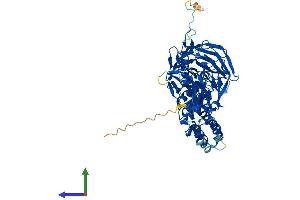 AlphaFold protein structure predicition of Mouse Recombinant Klhl36 Protein, UniprotID Q8R124