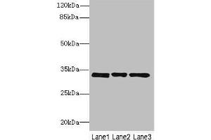 Western blot All lanes: PECR antibody at 3. (PECR antibody  (AA 24-303))