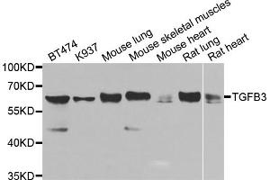 Western blot analysis of extracts of various cell lines, using TGFB3 antibody. (TGFB3 antibody)