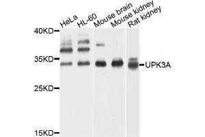 Western blot analysis of extracts of various cell lines, using UPK3A antibody (ABIN4905560) at 1:1000 dilution. (Uroplakin 3A antibody)