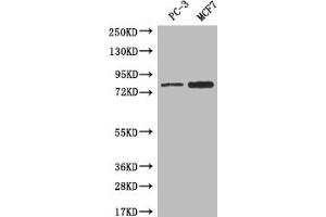 Western blot All lanes: LRRN3 antibody at 0. (LRRN3 antibody  (AA 201-500))